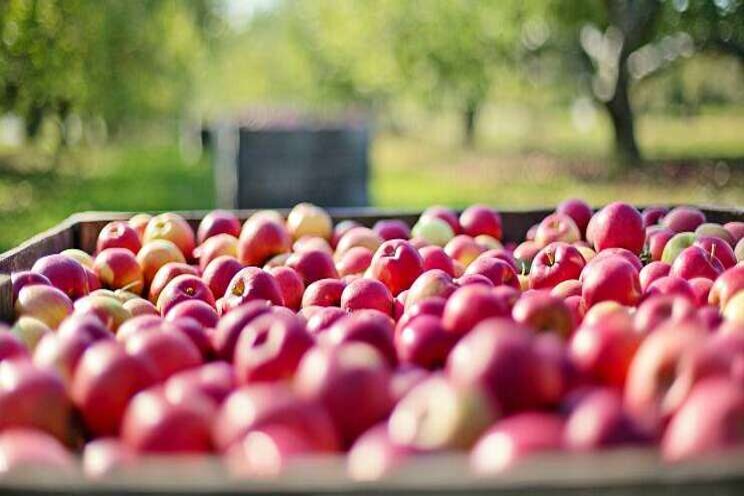 Minder appels verwacht Minder appels verwacht