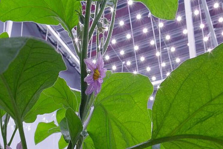 Aubergineteelt onder LED vraagt nodige aandacht Aubergineteelt onder LED vraagt nodige aandacht