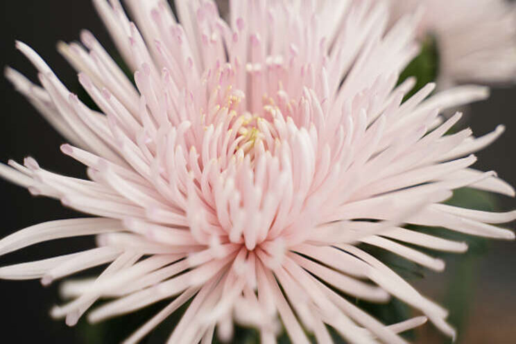 Chrysanthemum Capriool