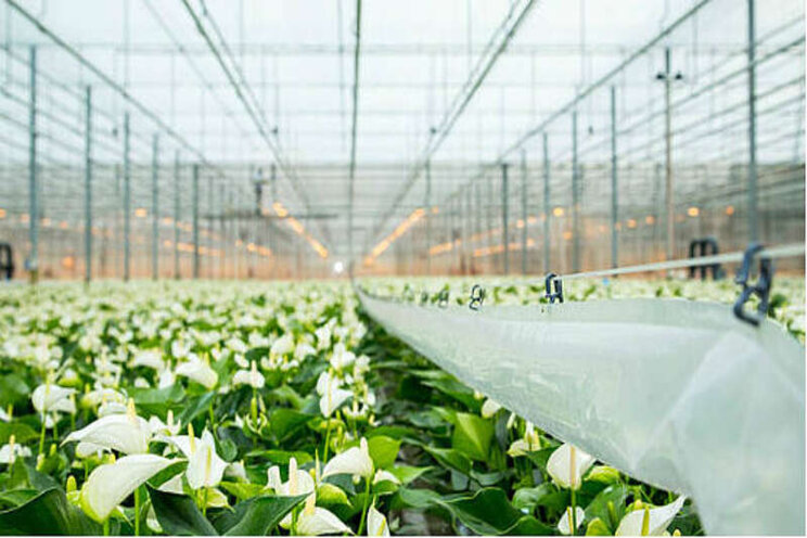 Brabantse telers willen 100.000 ton CO2 besparen Brabantse telers willen 100.000 ton CO2 besparen