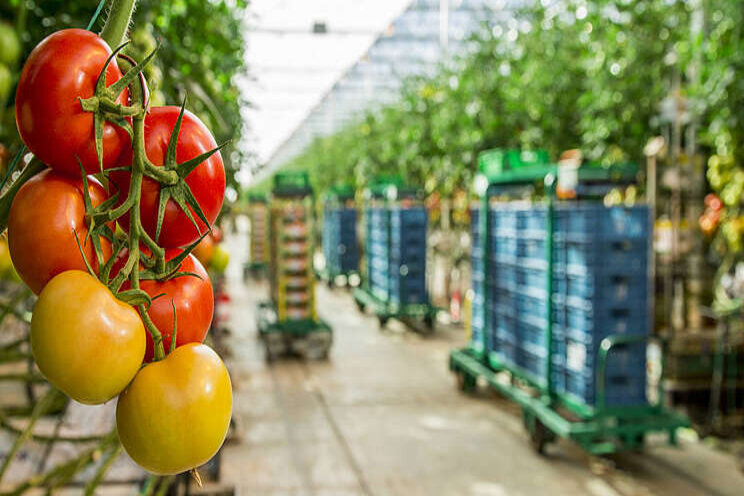Tweetal tomatenbedrijven verlost van ToBRFV Tweetal tomatenbedrijven verlost van ToBRFV