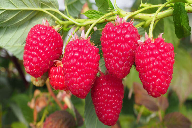 Betere houdbaarheid zachtfruit met Bluestim Betere houdbaarheid zachtfruit met Bluestim