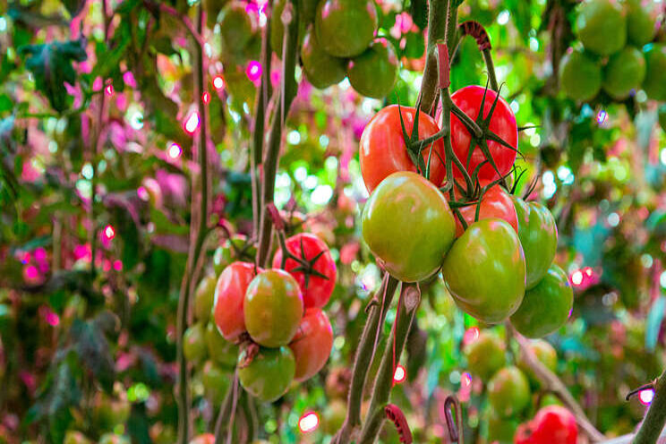 Nieuwe registratie tegen Botrytis in tomaat Nieuwe registratie tegen Botrytis in tomaat