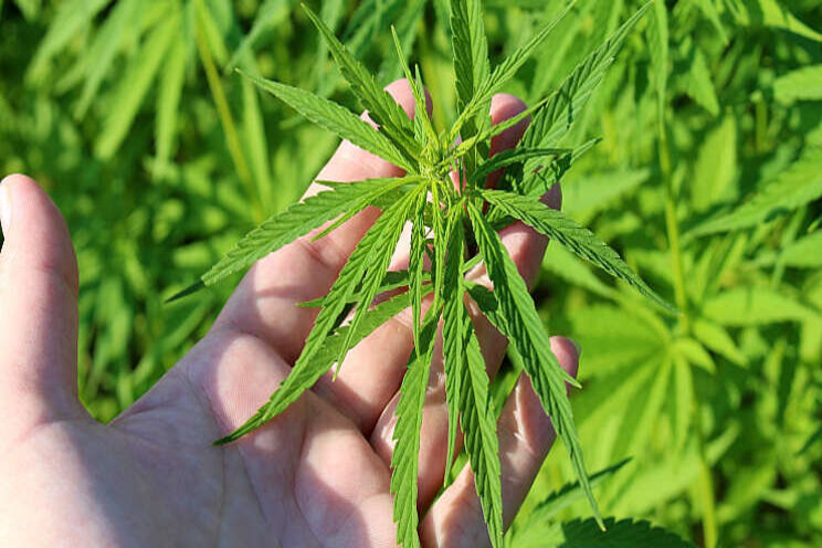 Per 1 juli aanmelden voor cannabisproef Per 1 juli aanmelden voor cannabisproef