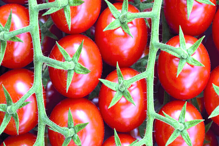 Jos Looije neemt Spaanse tomatenproducent over Jos Looije neemt Spaanse tomatenproducent over