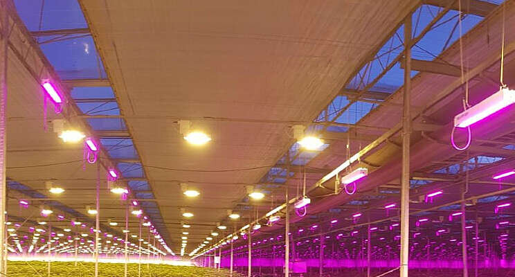 LED in opmars, maar wel in combinatie met HPS LED in opmars, maar wel in combinatie met HPS