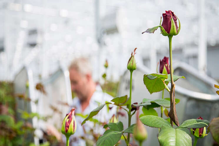 Uitbreiding etiket BotaniGard WP Uitbreiding etiket BotaniGard WP