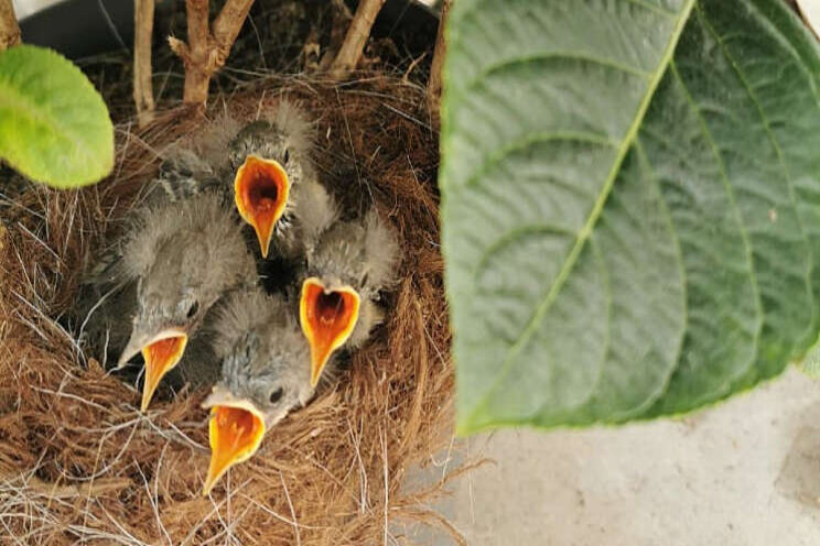 Video: Nestje in de kas Video: Nestje in de kas
