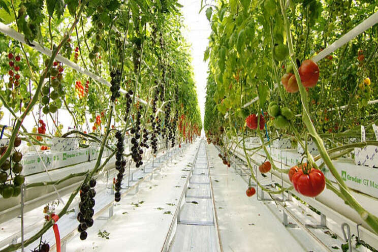 Tomato Vision in gebruik Tomato Vision in gebruik