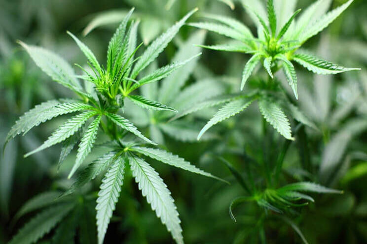 Legal Cannabis Coalition eindelijk een feit Legal Cannabis Coalition eindelijk een feit