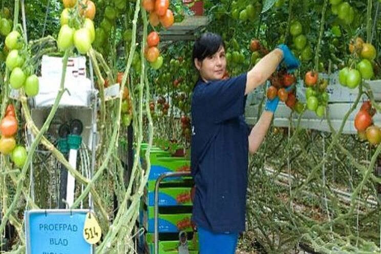 Veiligheidsprotocol blijft van kracht Veiligheidsprotocol blijft van kracht