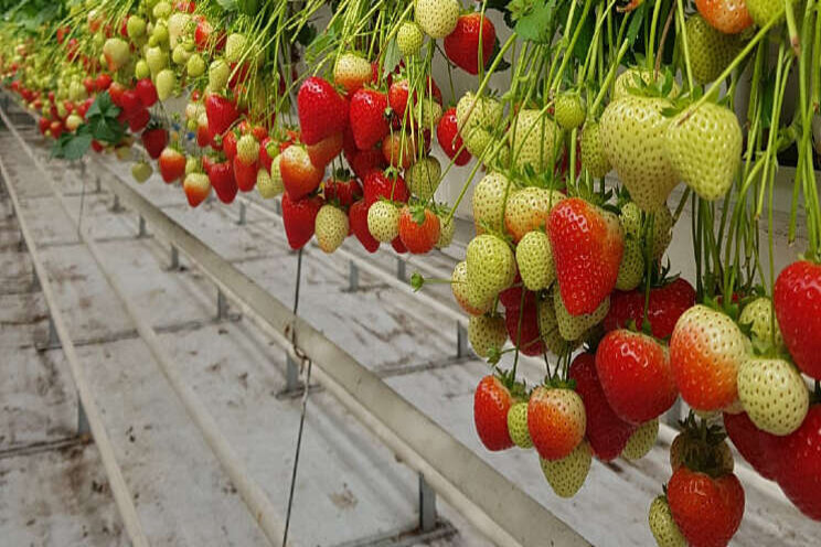 'QMS Strawberries om advies goed in te vullen' 'QMS Strawberries om advies goed in te vullen'