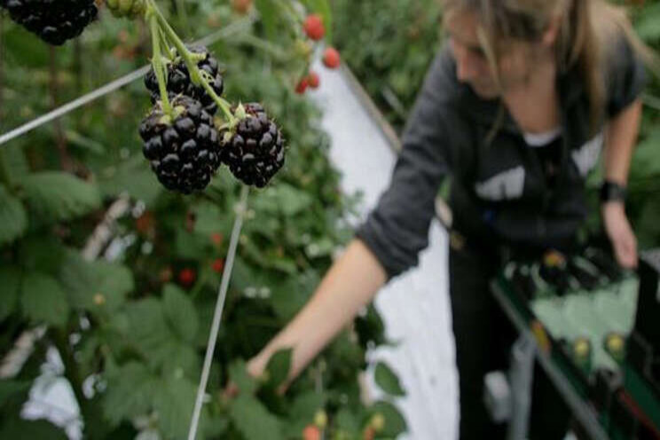 Vrijstelling Tracer voor bedekte teelt bramen Vrijstelling Tracer voor bedekte teelt bramen