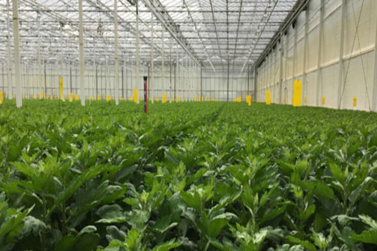 Groen licht voor Kennis op Maat Plantgezondheid Groen licht voor Kennis op Maat Plantgezondheid