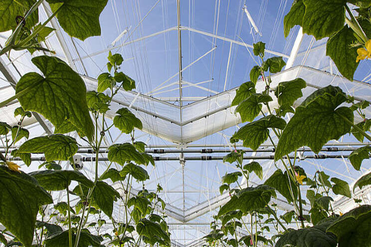 Komkommer onder full-LED kent nog uitdagingen Komkommer onder full-LED kent nog uitdagingen