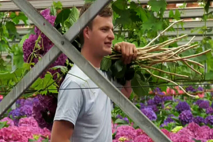 Video: De gratie van snijhortensia Video: De gratie van snijhortensia