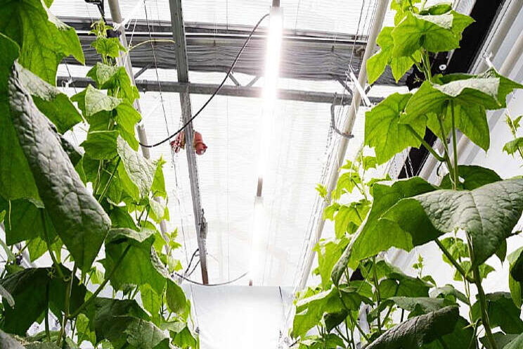 Weinig verschil bij tomaat onder SON-T of witte LED Weinig verschil bij tomaat onder SON-T of witte LED