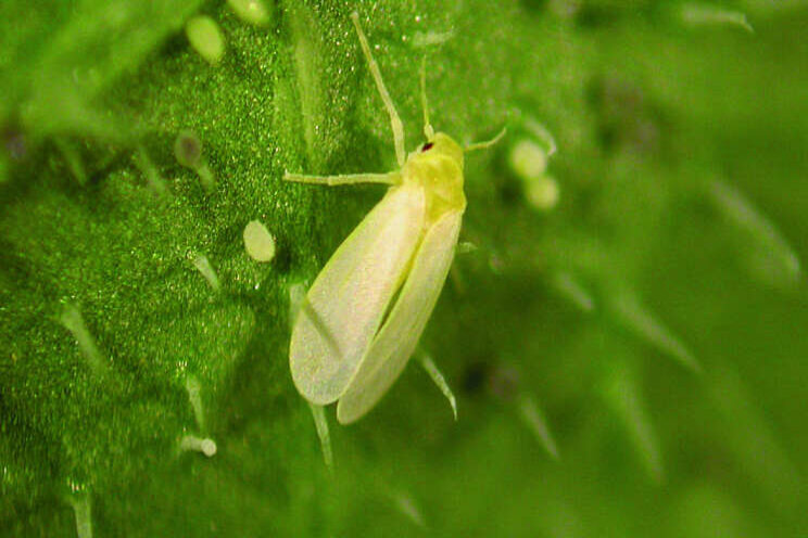 Extra biologisch wapen in strijd tegen witte vlieg Extra biologisch wapen in strijd tegen witte vlieg
