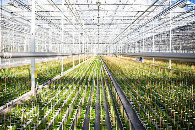 Kennissessies voor kwekers van jonge groenteplanten Kennissessies voor kwekers van jonge groenteplanten