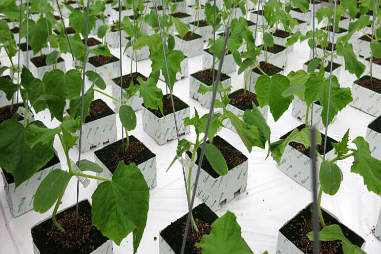 Asperello als beste uit test in strijd tegen Pythium Asperello als beste uit test in strijd tegen Pythium