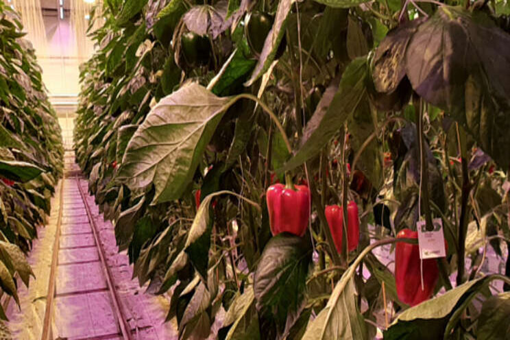 Afwachten hoe belichte paprika voorjaar doorkomt Afwachten hoe belichte paprika voorjaar doorkomt