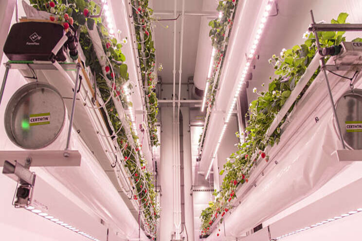 Onderzoek naar hommels in indoorproductie Onderzoek naar hommels in indoorproductie