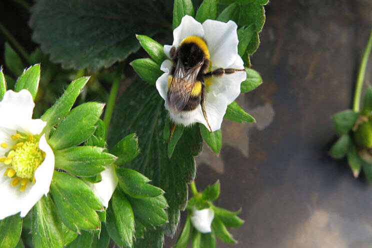 Zo kan hommel optimaal werken in aardbeienteelt Zo kan hommel optimaal werken in aardbeienteelt