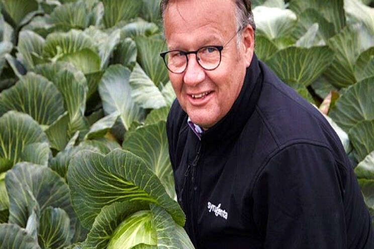 Nieuwe rassen ijsbergsla Syngenta in de praktijk Nieuwe rassen ijsbergsla Syngenta in de praktijk