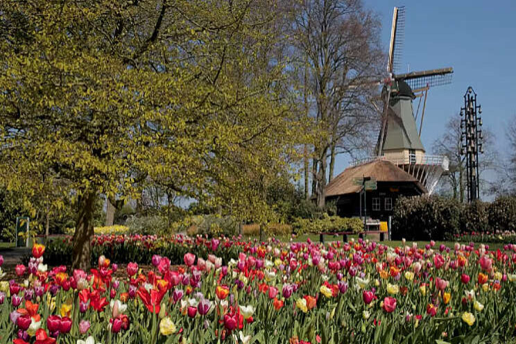 Video: Keukenhof komt naar je toe! Video: Keukenhof komt naar je toe!