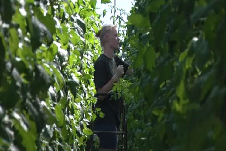 Tussenjaar? Kom in de tuinbouw werken! Tussenjaar? Kom in de tuinbouw werken!