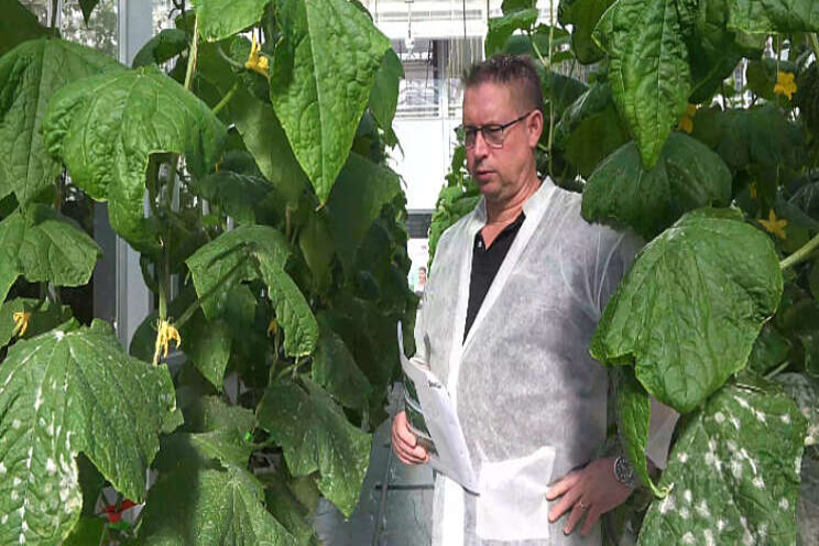 HortiPro geeft video-updates over lopende proeven HortiPro geeft video-updates over lopende proeven