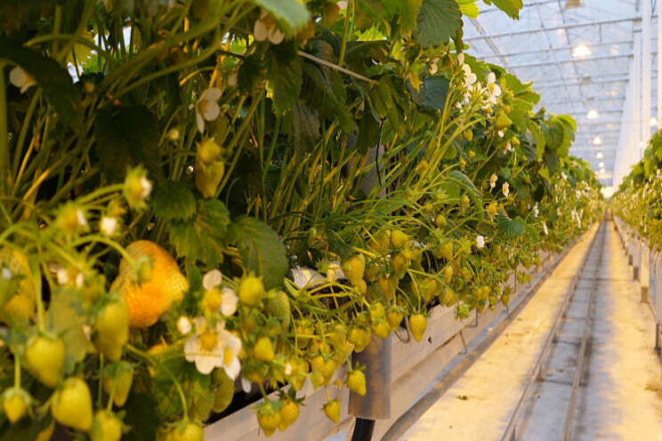 'Telers in belichte aardbeienteelt kiezen voor Biobest' 'Telers in belichte aardbeienteelt kiezen voor Biobest'