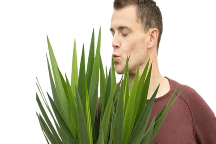 Werkstress? Koop een Dracaena! Werkstress? Koop een Dracaena!