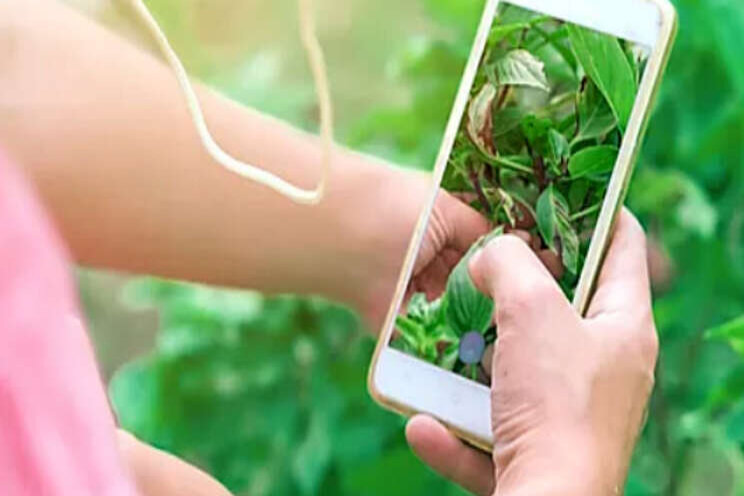 Nieuwe app detecteert plantenziektes Nieuwe app detecteert plantenziektes
