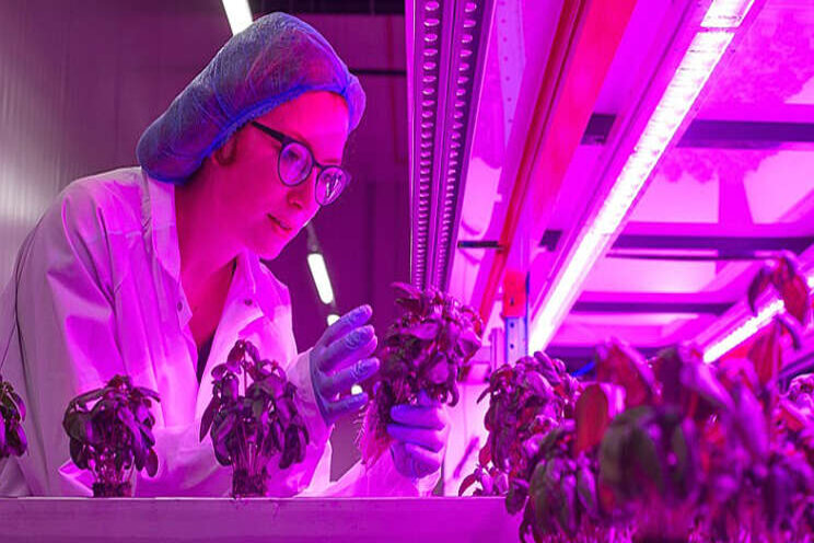 Basilicum uit vertical farm Basilicum uit vertical farm