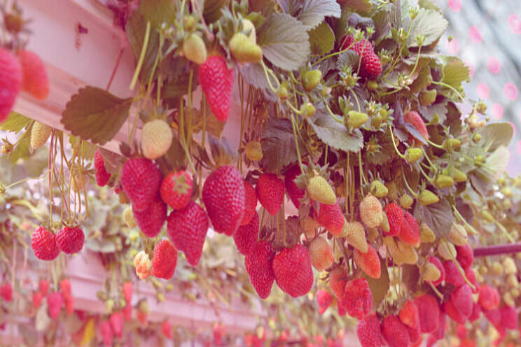Aardbeien onder belichting Aardbeien onder belichting