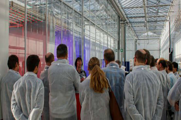 Keuze voor optimale licht valt telers soms nog zwaar Keuze voor optimale licht valt telers soms nog zwaar