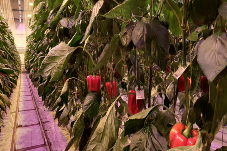 Belichte paprika strekt iets meer dan vorige winter Belichte paprika strekt iets meer dan vorige winter
