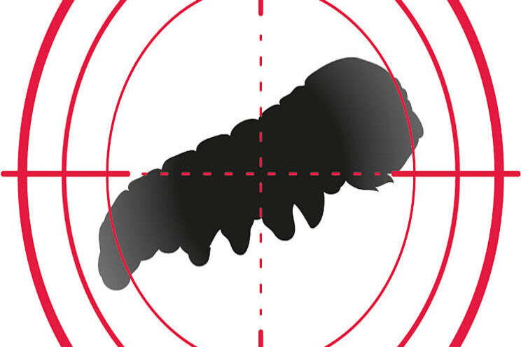 Zo gebruik je CoStar voor effectieve rupsbestrijding Zo gebruik je CoStar voor effectieve rupsbestrijding