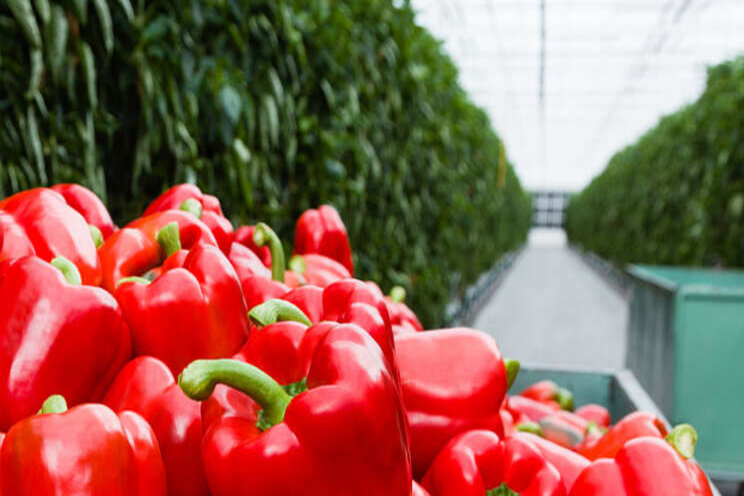 GMO-goedkeuring voor viertal telersorganisaties GMO-goedkeuring voor viertal telersorganisaties