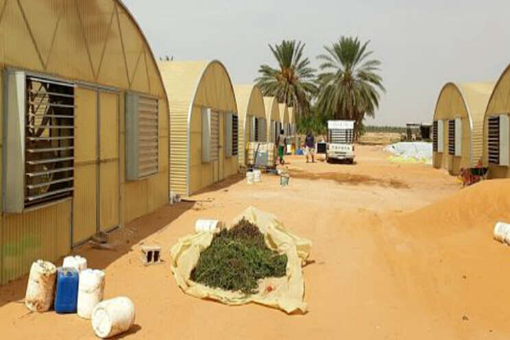 Oogstplus Saoedi-Arabië door gerichte watergift Oogstplus Saoedi-Arabië door gerichte watergift