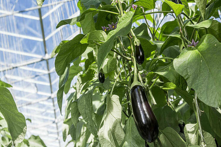 Aubergines nog niet zomaar jaarrond geteeld Aubergines nog niet zomaar jaarrond geteeld