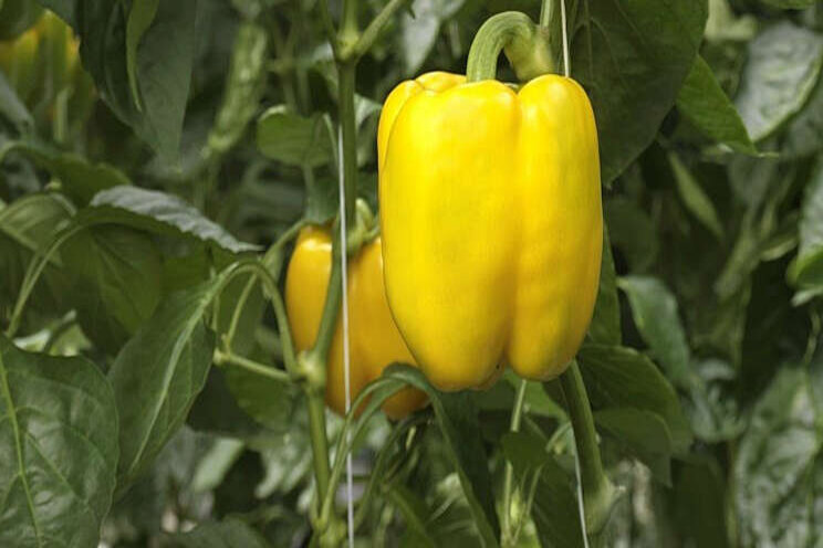 Sygenta positief over nieuwe gele paprika Sygenta positief over nieuwe gele paprika