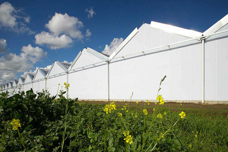 ING positief gestemd over ontwikkeling tuinbouw ING positief gestemd over ontwikkeling tuinbouw