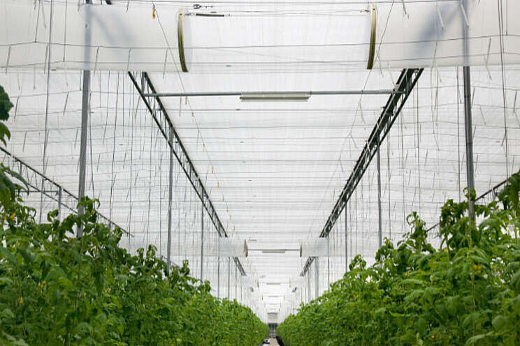 Hillenraad zoekt hightech bedrijven in de tuinbouw Hillenraad zoekt hightech bedrijven in de tuinbouw