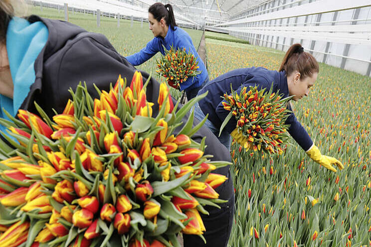 Zink beperkt beschikbaar in teelten plant- en pootgoed Zink beperkt beschikbaar in teelten plant- en pootgoed