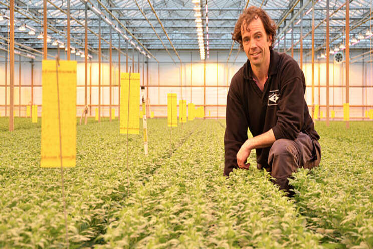 Combinatie van LED en Airmix bij Kwekerij Brasil Combinatie van LED en Airmix bij Kwekerij Brasil