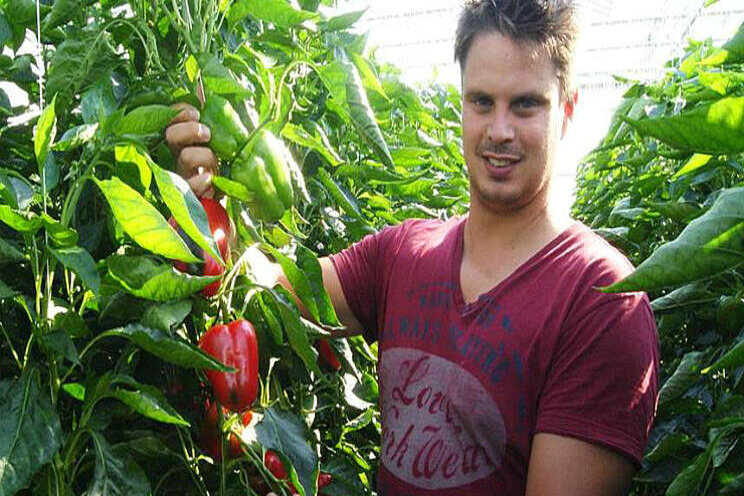 'Oogstprognose paprika nog niet zo eenvoudig' 'Oogstprognose paprika nog niet zo eenvoudig'